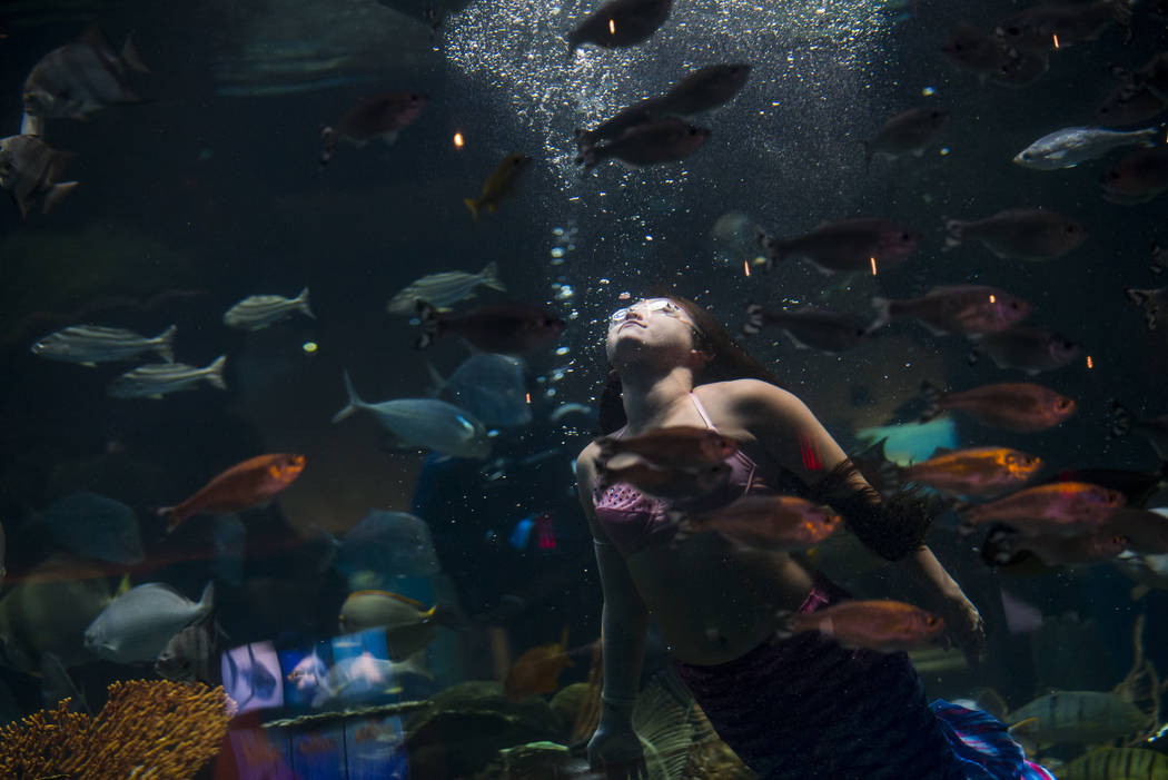 McKenzie Kawano, who works as a mermaid at the aquarium at the Silverton, swims toward the surf ...