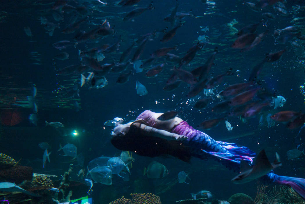 McKenzie Kawano works as a mermaid at the aquarium at the Silverton in Las Vegas on Thursday, A ...