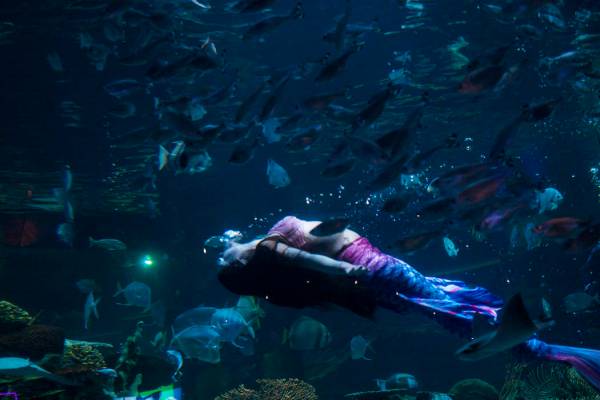 McKenzie Kawano works as a mermaid at the aquarium at the Silverton in Las Vegas on Thursday, A ...