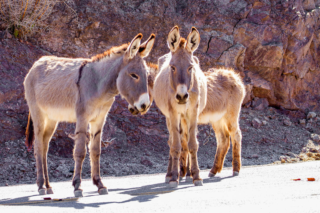 This undated photo provided by the U.S. Bureau of Land Management shows two feral burros in the ...