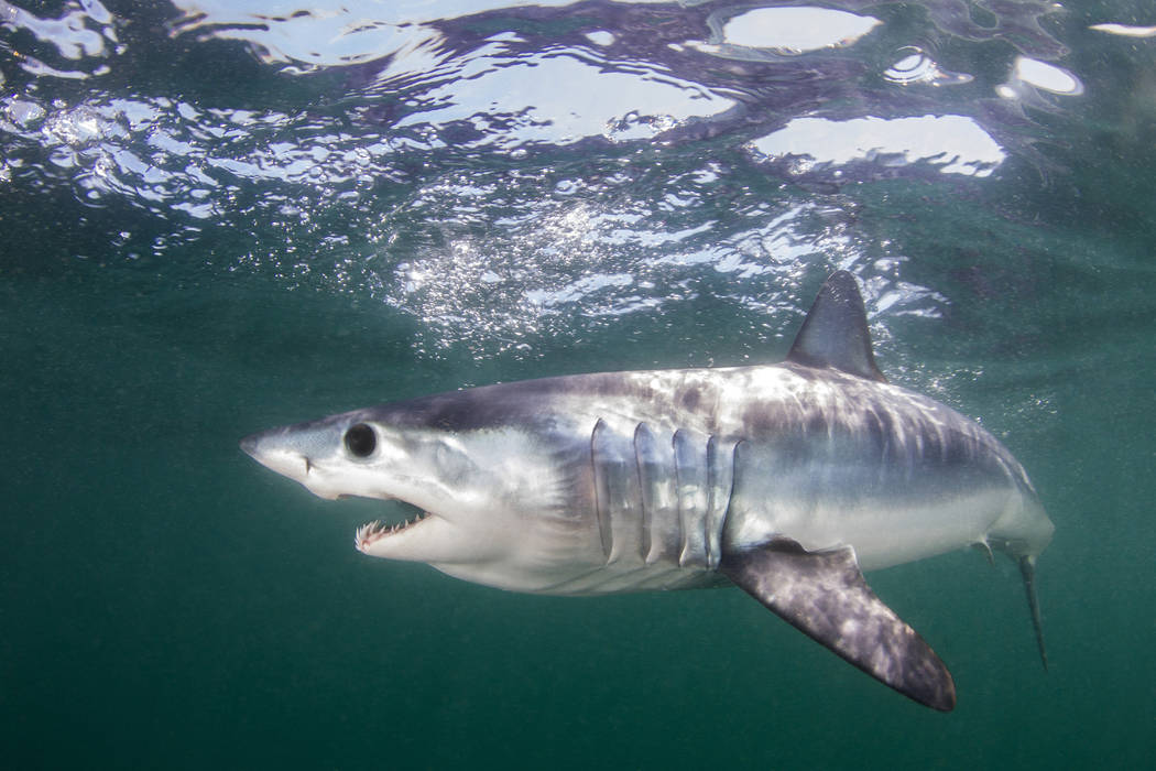 This undated photo made available by The Pew Charitable Trusts shows the mako shark swimming in ...