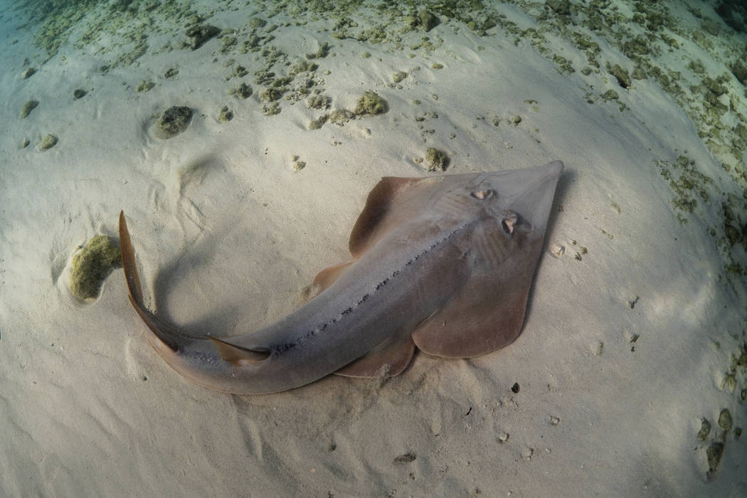 This undated photo made available by The Pew Charitable Trusts shows the giant guitarfish. Coun ...