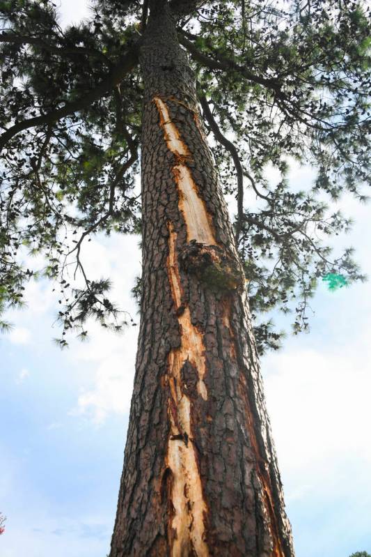 A pine tree is stripped of bark after being struck by lightning on the course at East Lake Golf ...