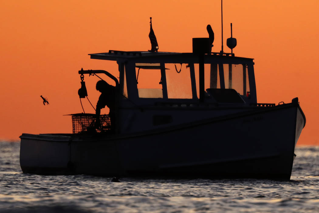 In this Saturday, Aug. 24, 2019, photo lobsterman Bill Matthews tosses back an undersized lobst ...