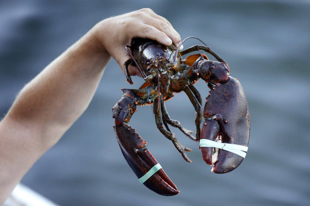 In this Saturday, Aug. 24, 2019, photo a 3.5 pound lobster is held by a dealer at Cape Porpoise ...