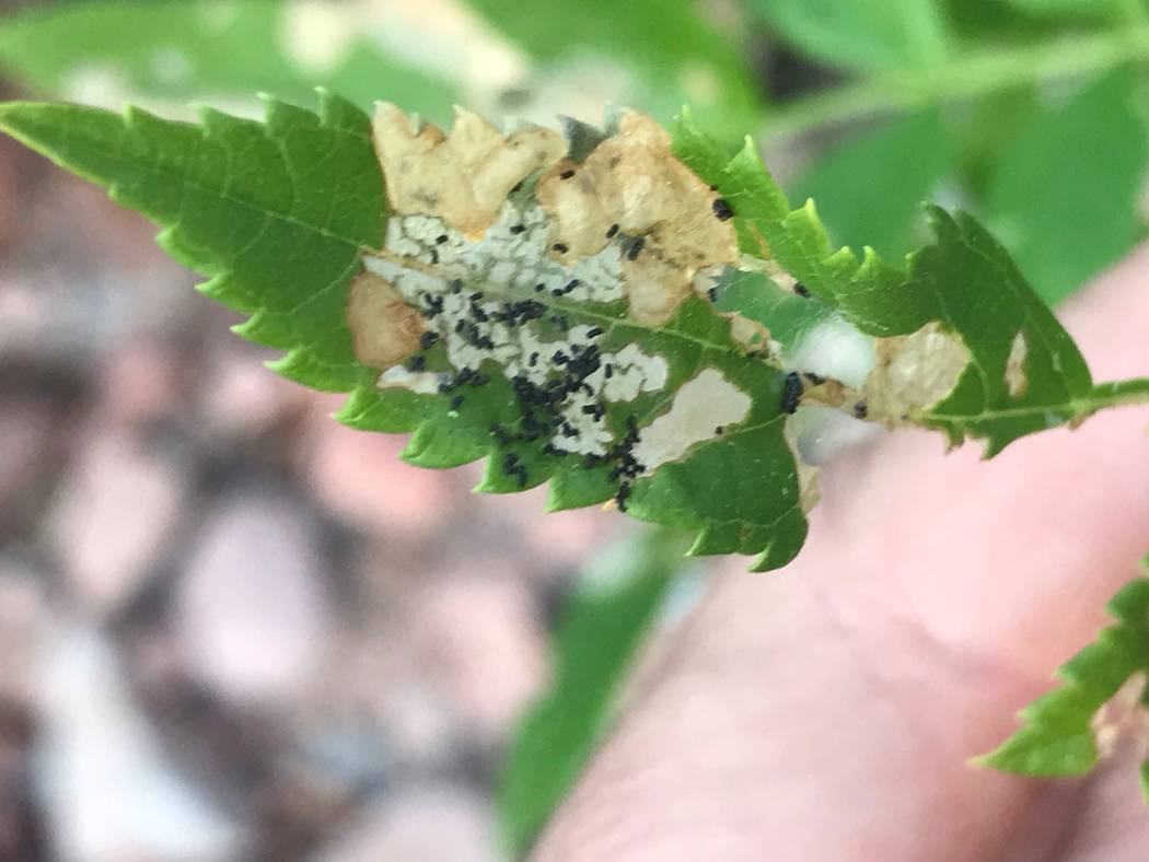 The leaves of this yellow bells shrub have been attacked by the skeletonizer insect. The chewin ...