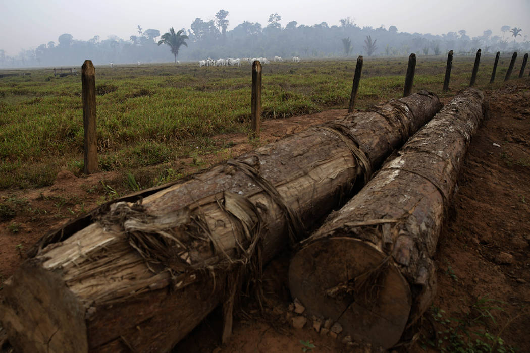 Amid smoke from fires, logs lay next to a fenced-in area of oxen grazing on a farm along the ro ...