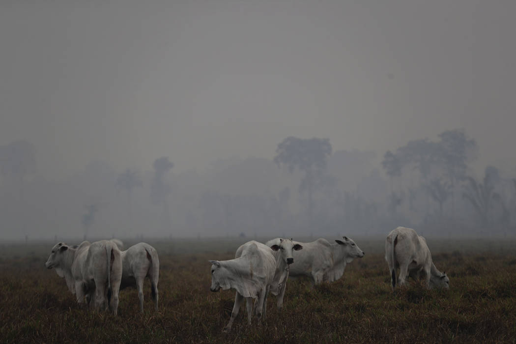 Amid smoke from forest fires, cattle graze on a farm along the road to Jacunda National Forest, ...