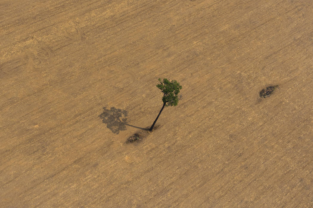 A lone tree stands in a deforested farm field near Porto Velho, Brazil, Tuesday, Aug. 27, 2019. ...