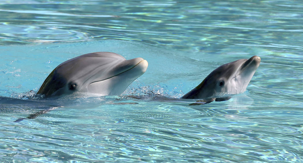 A baby dolphin swims with its mother Bella at Siegfried & Roy's Secret Garden and Dolphin H ...