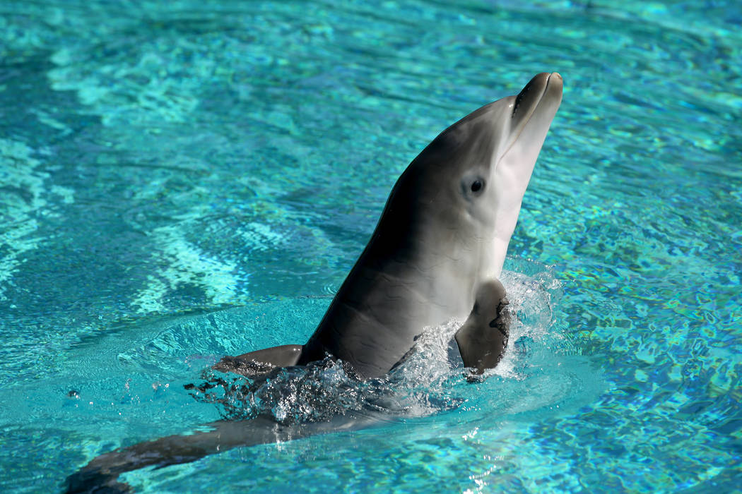 A baby dolphin at Siegfried & Roy's Secret Garden and Dolphin Habitat at The Mirage in Las ...