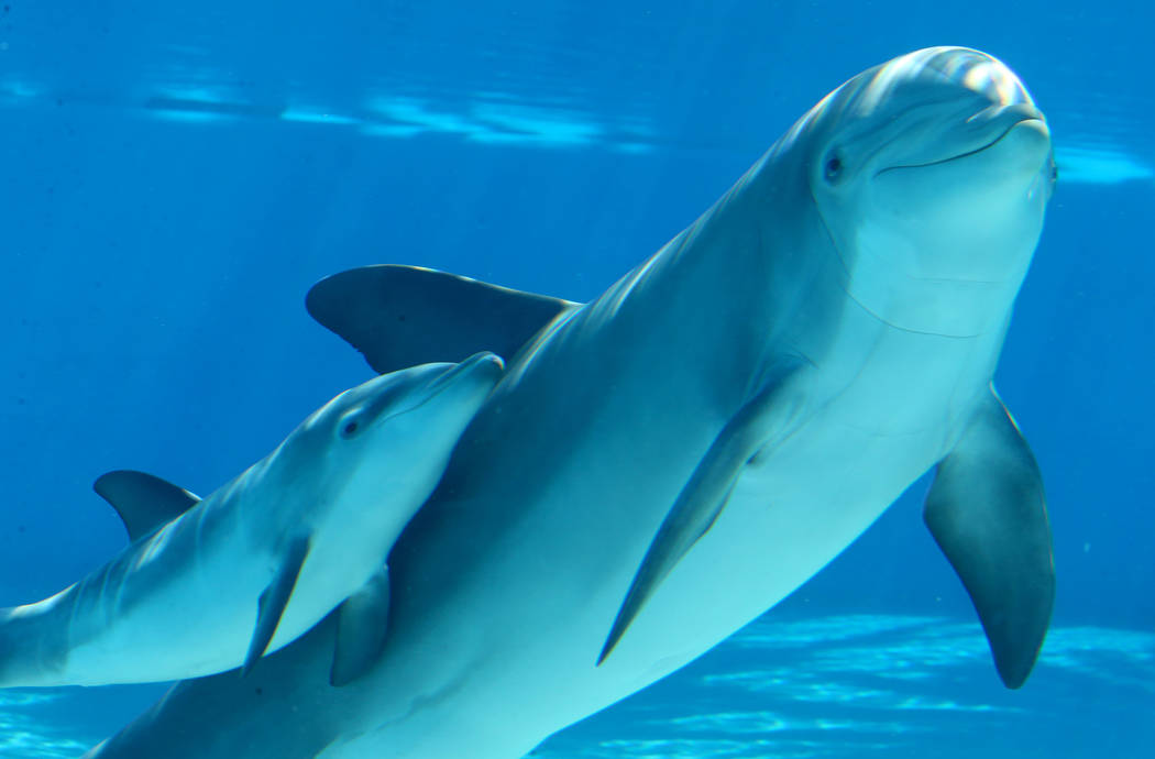 A baby dolphin swims with its mother Bella at Siegfried & Roy's Secret Garden and Dolphin H ...