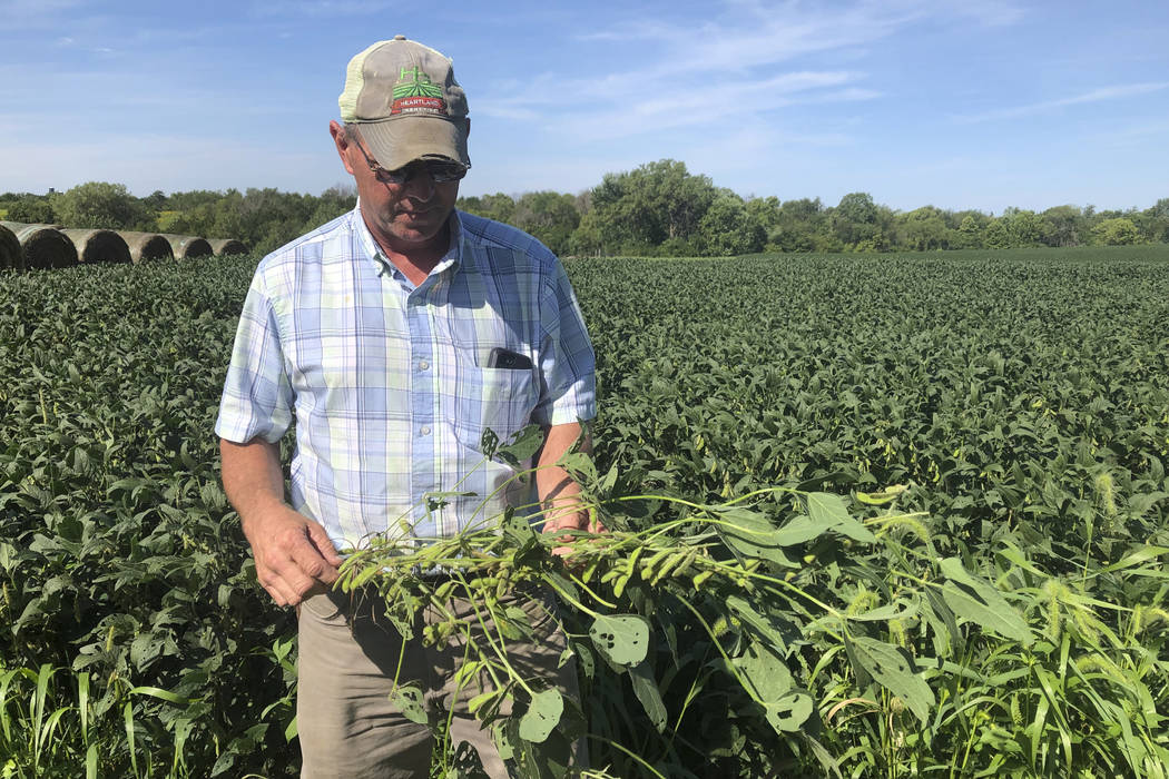 Farmer Randy Miller is shown with his soybeans, Thursday, Aug. 22, 2019, at his farm in Lacona, ...