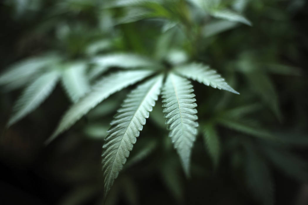 An Aug. 15, 2019, file photo, shows marijuana growing at an indoor cannabis farm in Gardena, Ca ...