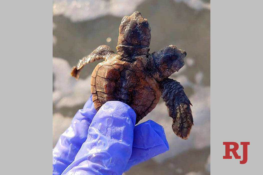 This photo provided by Sea Turtle Patrol Hilton Head Island shows a two-headed Loggerhead sea t ...