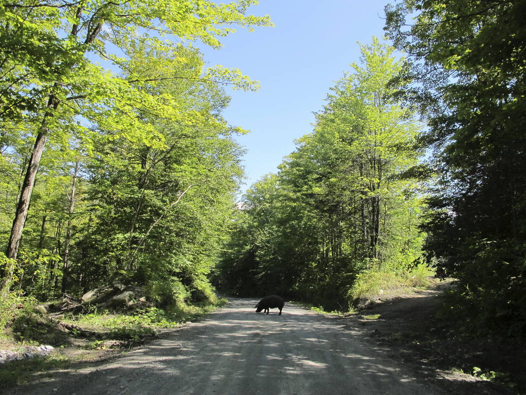 A pig that escaped from a Vermont farm's fencing walks across a road in Orange, Vt, on Thursday ...