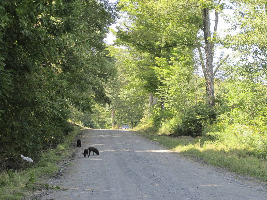 Piglets that escaped from a farm's fencing in Orange, Vt., walk up the road toward the farm on ...