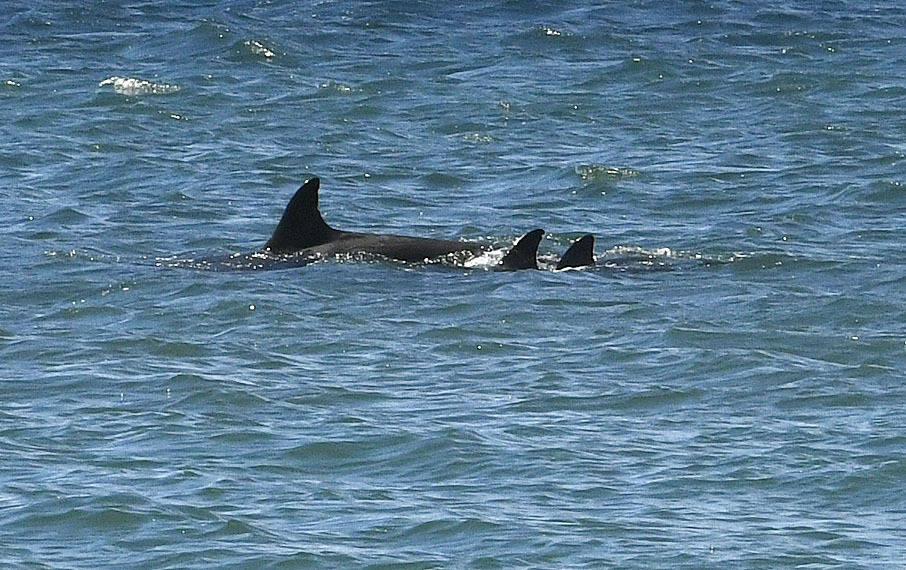 Melon-headed whales swim in the water off Kihei, Hawaii on Thursday, Aug. 29, 2019. Authorities ...