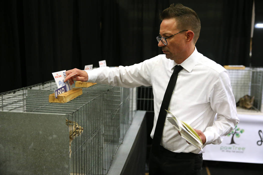 Judge Jamie Christian scores Kibo the cat during The International Cat Association’s (TICA) 4 ...