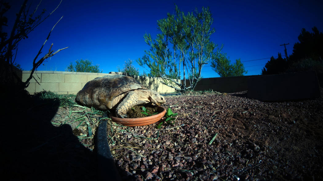 A desert tortoises at a habitat run by the Las Vegas Tortoise Group on Wednesday, August 14, 20 ...