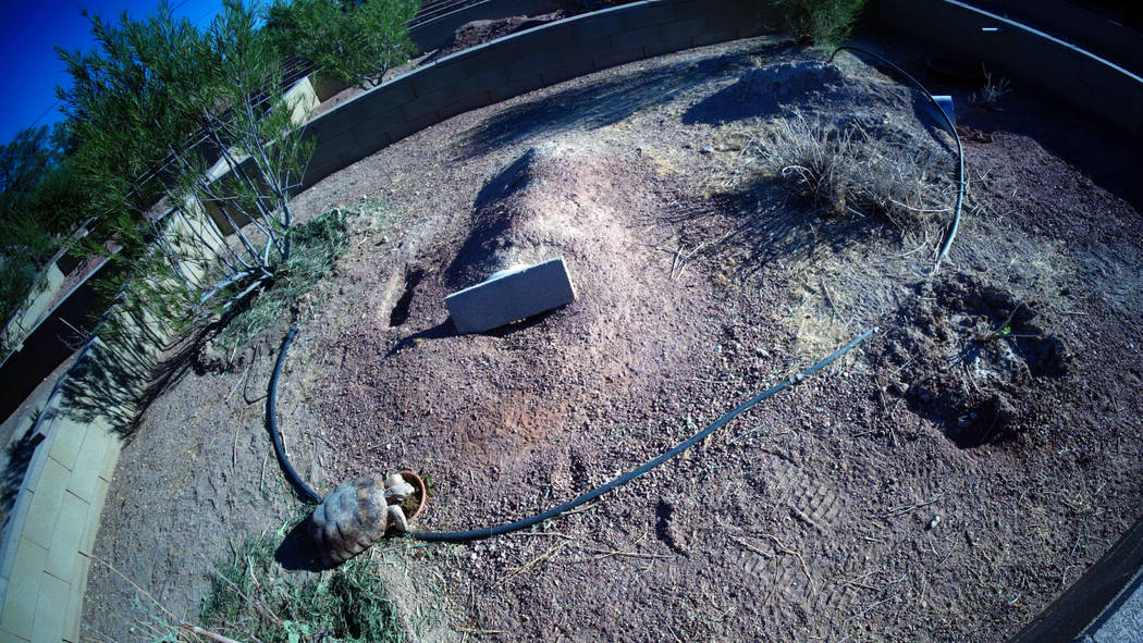 A desert tortoises at a habitat run by the Las Vegas Tortoise Group on Wednesday, August 14, 20 ...