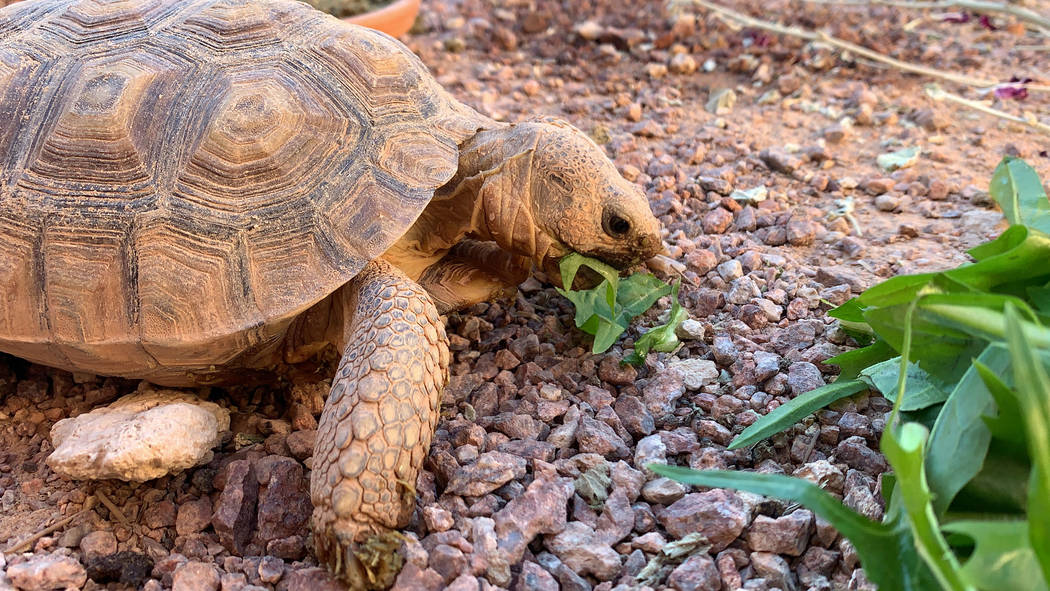 A desert tortoises at a habitat run by the Las Vegas Tortoise Group on Wednesday, August 14, 20 ...