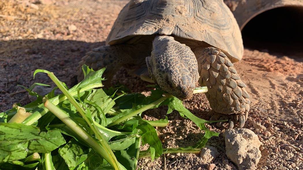 A desert tortoises at a habitat run by the Las Vegas Tortoise Group on Wednesday, August 14, 20 ...