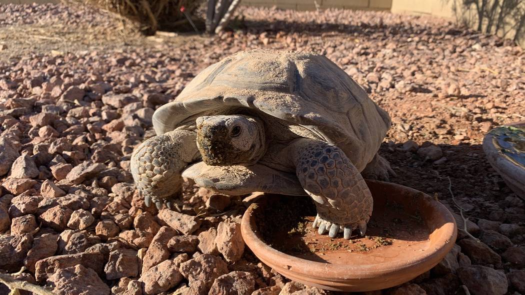 A desert tortoises at a habitat run by the Las.Vegas Tortoise Group on Wednesday, August 14, 20 ...