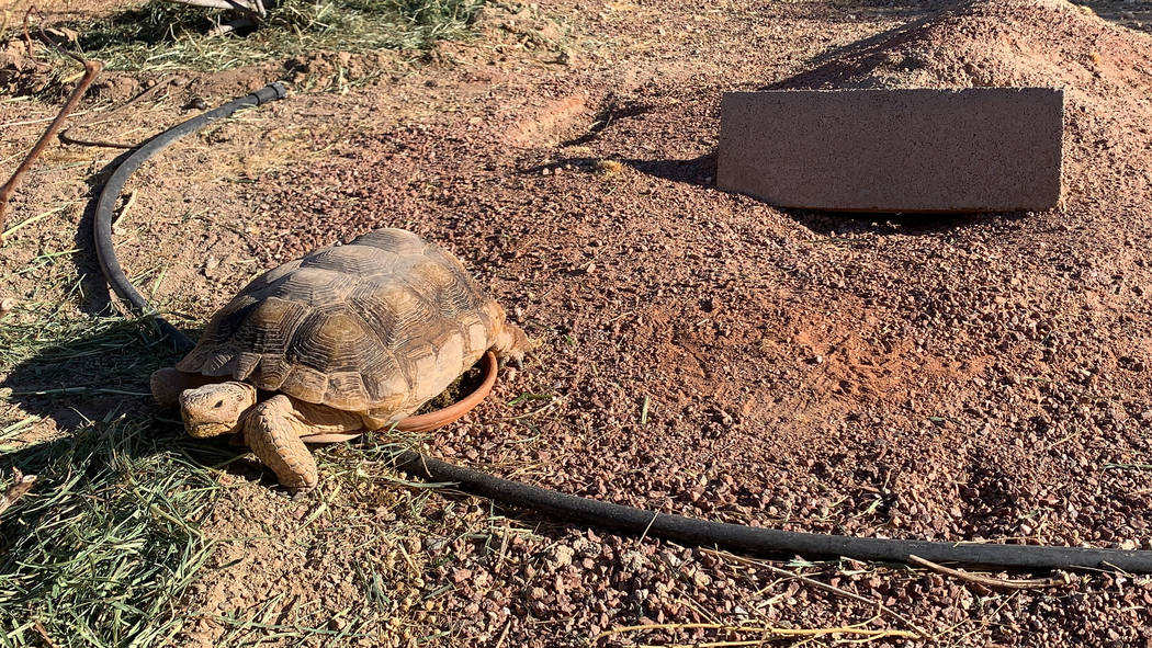 A desert tortoises at a habitat run by the Las Vegas Tortoise Group on Wednesday, August 14, 20 ...