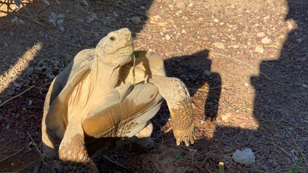 A desert tortoises at a habitat run by the Las Vegas Tortoise Group on Wednesday, August 14, 20 ...