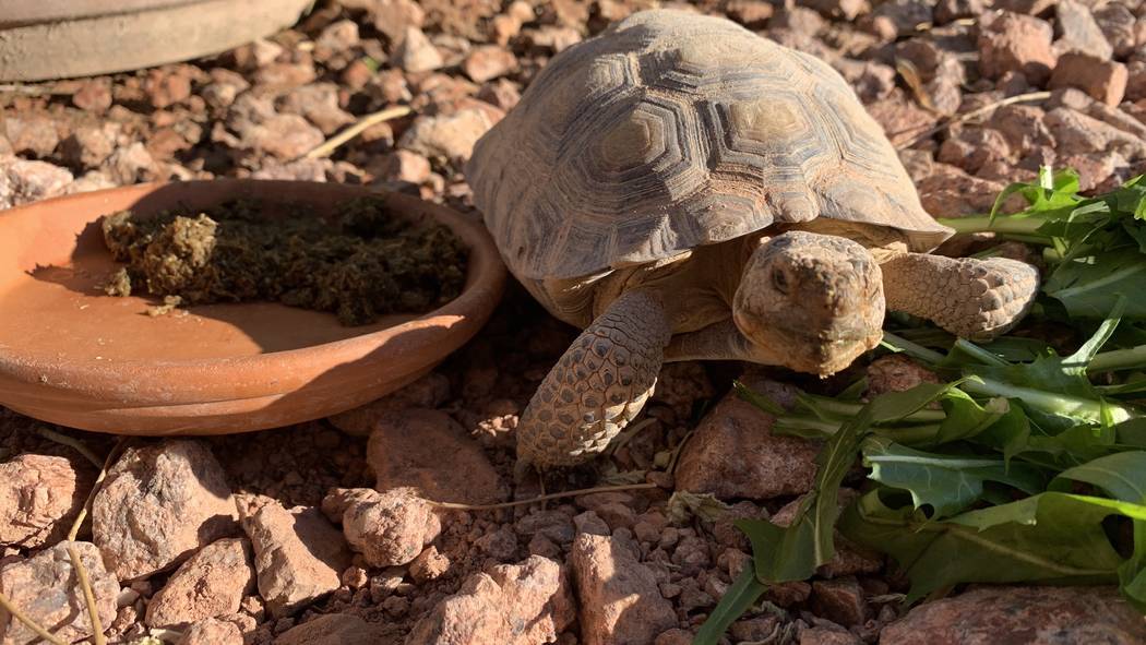 A desert tortoises at a habitat run by the Las Vegas Tortoise Group on Wednesday, August 14, 20 ...