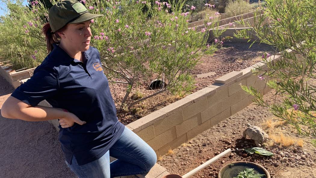 Sarah Mortimer, biologist with the Las Vegas Tortoise Group, feeds a tortoise at their habitat ...