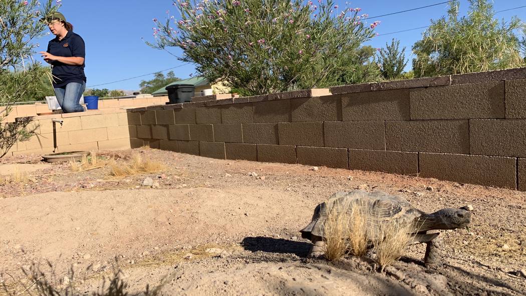 Sarah Mortimer, biologist with the Las Vegas Tortoise Group, feeds a tortoise at their habitat ...