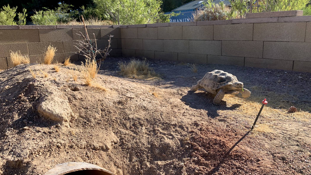 A desert tortoises at a habitat run by the Las Vegas Tortoise Group on Wednesday, August 14, 20 ...