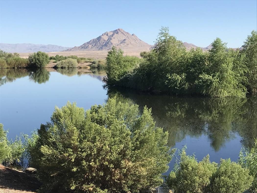 The Henderson Bird Viewing Preserve is pictured Aug. 28. (Julie Wootton-Greener/Las Vegas Revie ...