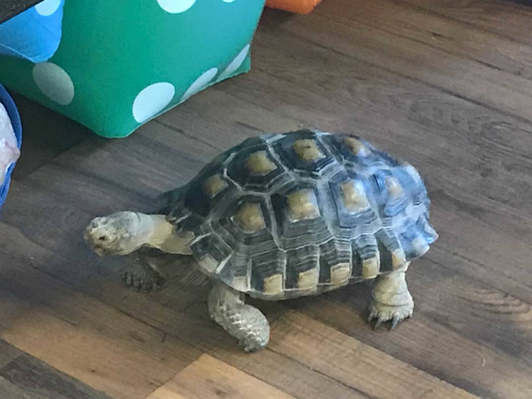 Tino, a desert tortoise, roams around the visitor center Aug. 28 at the Henderson Bird Viewing ...