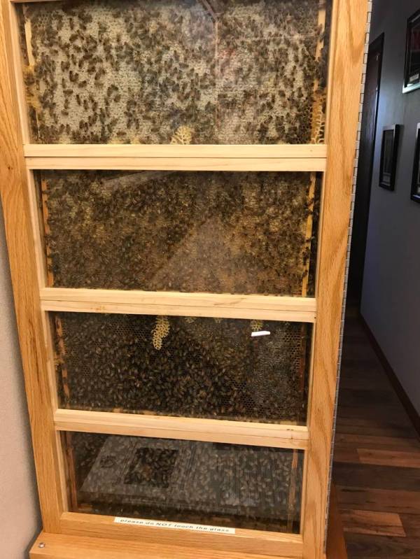 A honeybee exhibit is shown Aug. 28 at the Henderson Bird Viewing Preserve. (Julie Wootton-Gree ...