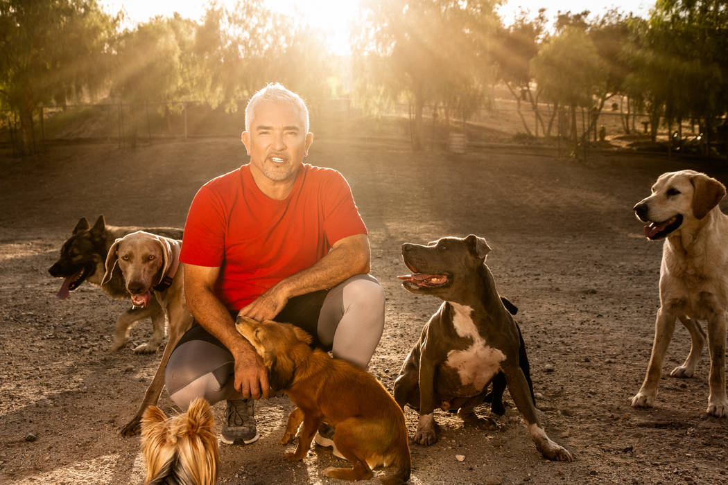 (Cesar Millan)