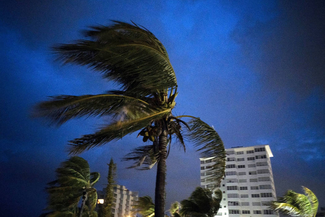 Strong winds move the palms of the palm trees at the first moment of the arrival of Hurricane D ...