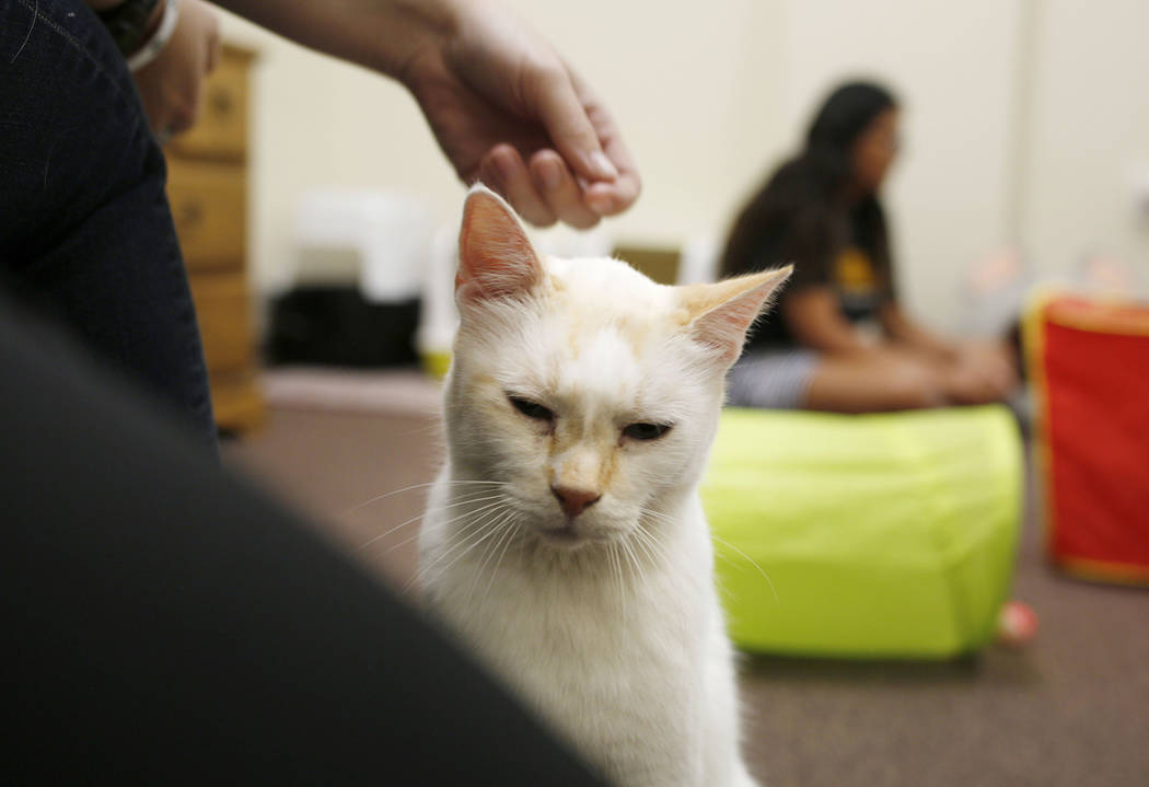 An adoptable cat is pet at the Rescued Treasures Cat Cafe, Tuesday, Aug. 6, 2019, in Las Vegas. ...