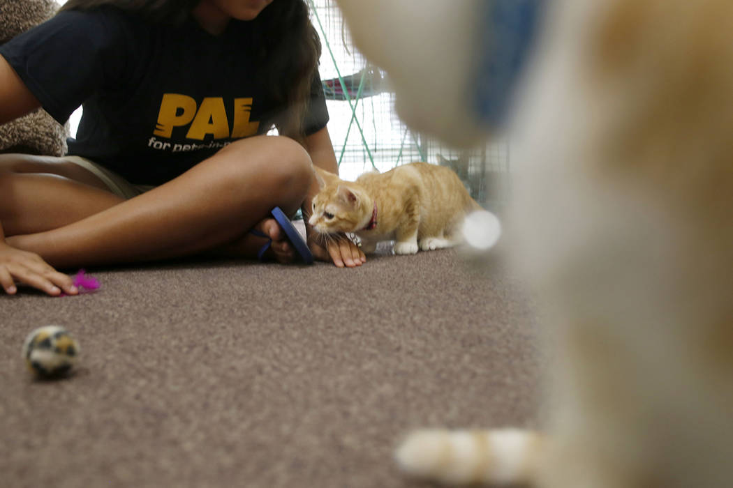 Malena Maestas, 13, plays with an adoptable cat at the Rescued Treasures Cat Cafe, Tuesday, Aug ...