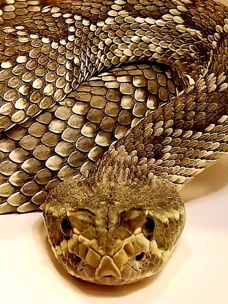 Herpetologist Bob McKeever brought with him rattlesnakes in portable, secured terrariums to a s ...