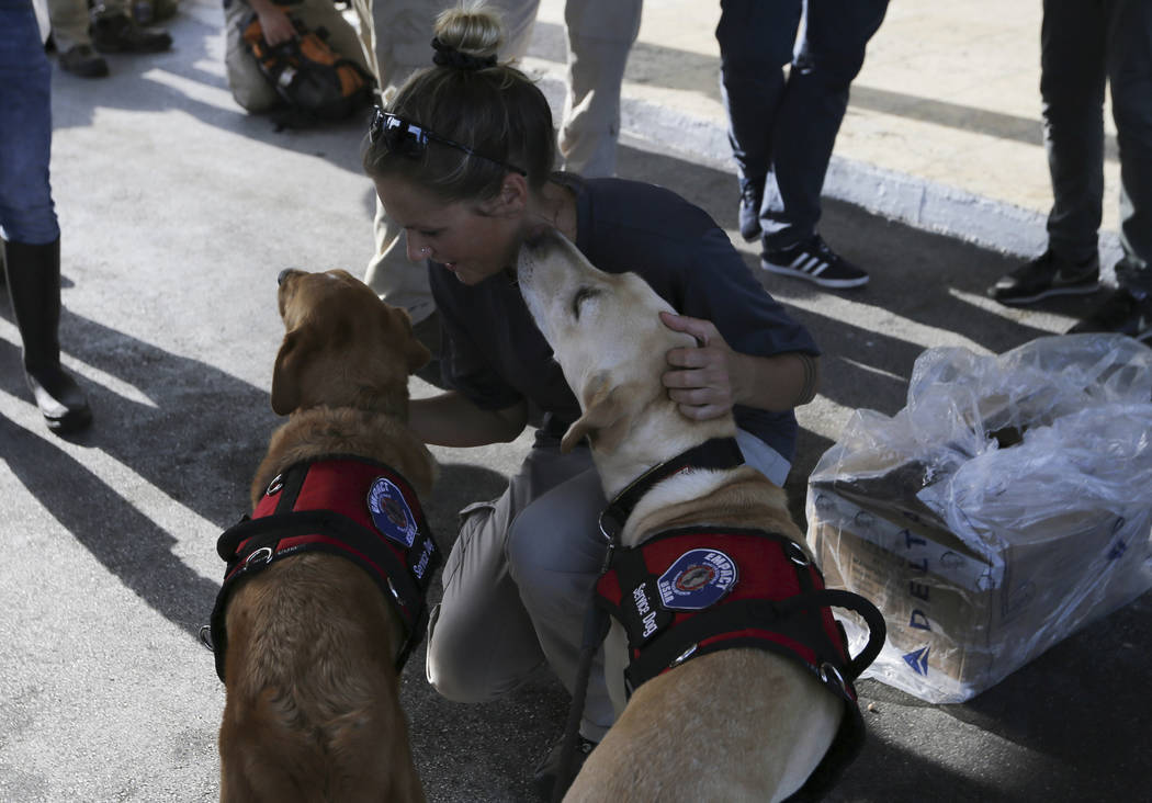 A member of Empact North West rescue team comforts the team’s rescue dogs upon arrival t ...