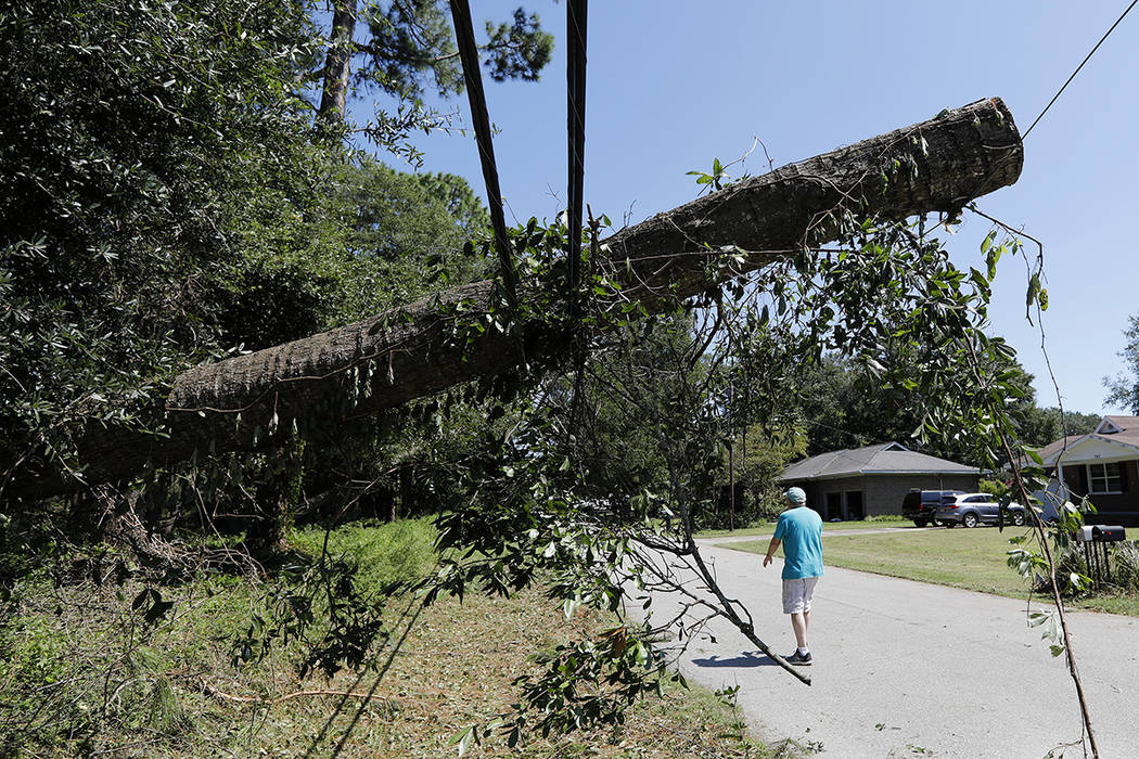 A tree brings down power and cable lines after Hurricane Dorian passed by James Island, S.C., F ...