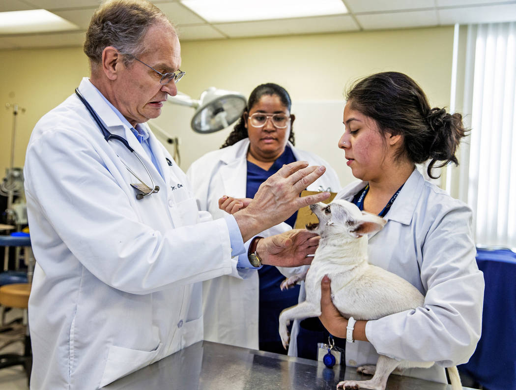 Program Director Dr. Dennis Olsen, left, reacts to a bite attempt by Chihuahua Gabe held by stu ...