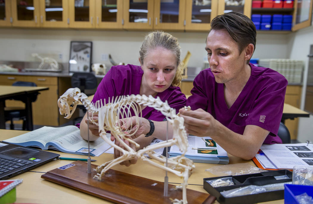 First year students Victoria Geithman, left, and Kyle Granger study the bones of a cat on a mod ...