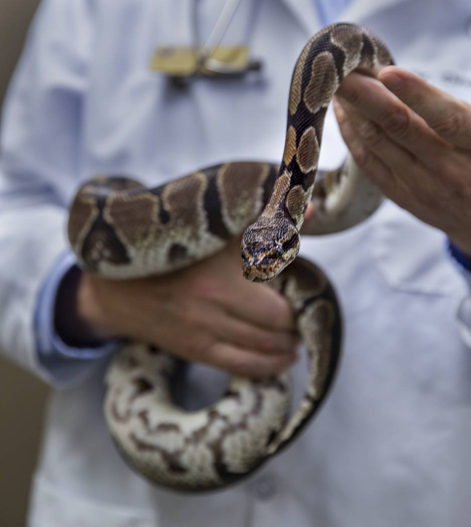 Program Director Dr. Dennis Olsen holds ball python Ruby used to teach students in the CSN Vete ...