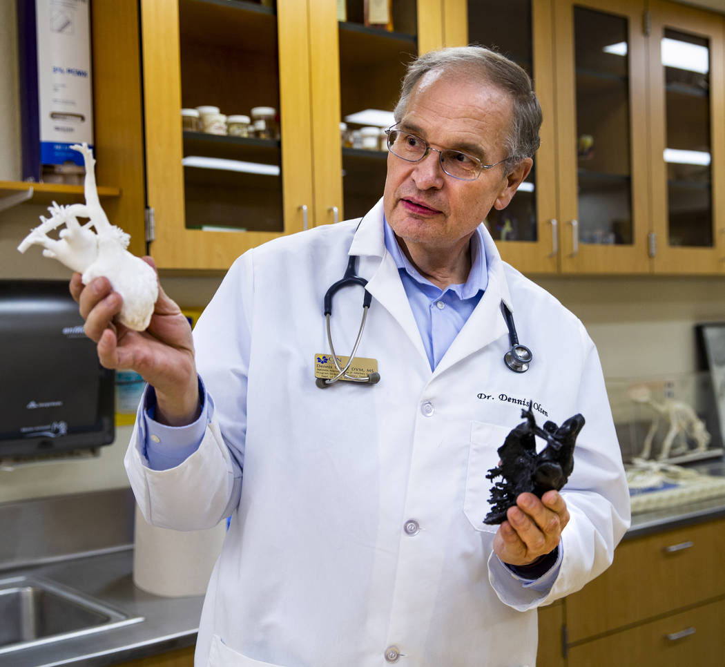 Program Director Dr. Dennis Olsen with a greyhound heart model used to teach students in the CS ...