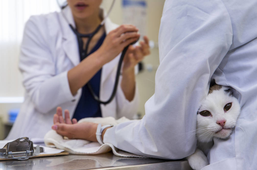 Monkey the cat is held under the arm of student Jamie Barrera, right, as they ready her for a b ...