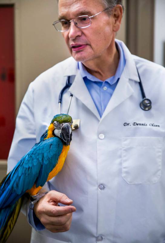 Program Director Dr. Dennis Olsen holds a blue-and-gold macaw LuLu used to teach students in th ...